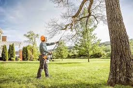 How Our Tree Care Process Works  in  Universal City, TX